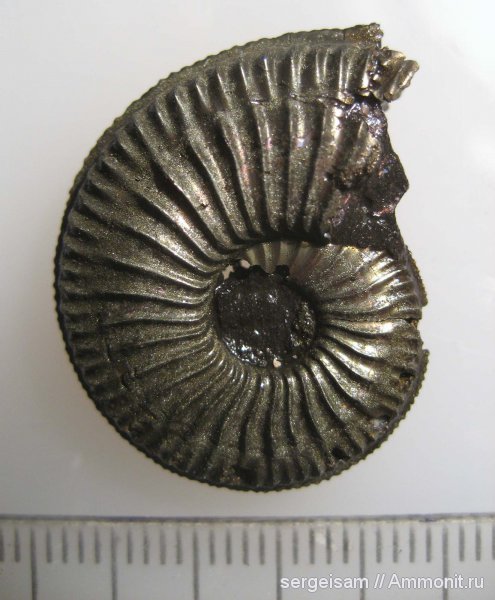 юра, оксфорд, Amoeboceras, Рыбаки, Amoeboceras serratum, Oxfordian, Jurassic