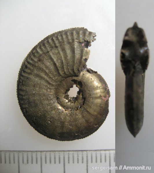 юра, оксфорд, Amoeboceras, Рыбаки, Amoeboceras koldeweyense, Oxfordian, Jurassic