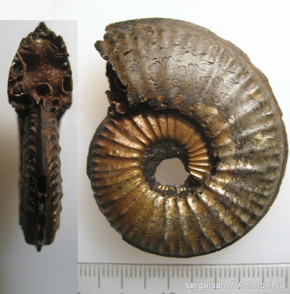 юра, оксфорд, Amoeboceras, Рыбаки, Amoeboceras serratum, Oxfordian, Jurassic