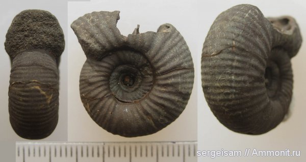 юра, оксфорд, Рыбаки, Desmosphinctes, Oxfordian, Jurassic