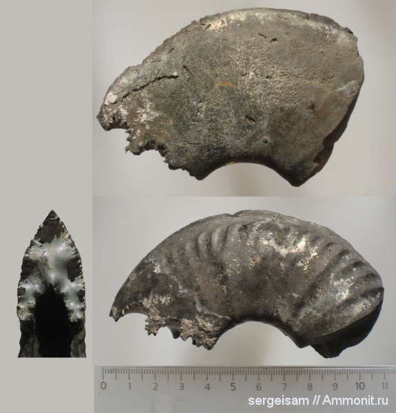 юра, оксфорд, Amoeboceras, Рыбаки, Amoeboceras serratum, Oxfordian, Jurassic