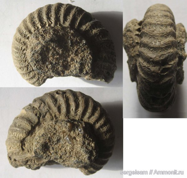 мел, Arcthoplites, альб, Hoplitidae, Arcthoplites bogoslowskyi, Albian, Cretaceous