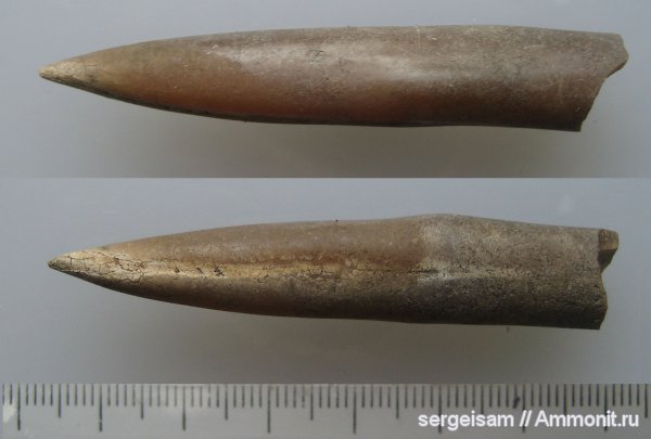 юра, оксфорд, прижизненные повреждения, Болгары, Oxfordian, Jurassic