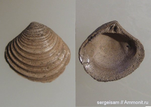 юра, двустворки, Мневники, Astarte, Astarte mnevnikensis, Jurassic