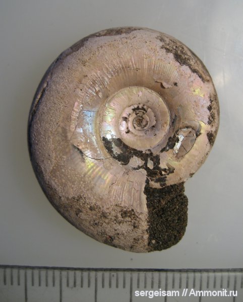 юра, Kachpurites, Мневники, Volgian, Jurassic