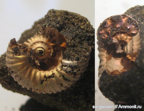 юра, Мневники, Lomonossovella, Jurassic