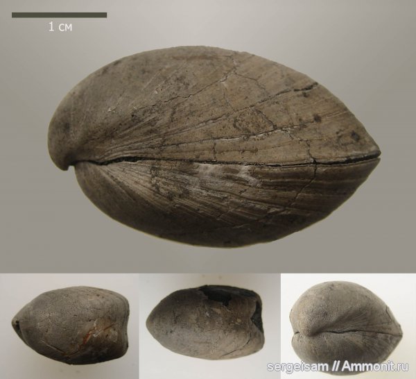 брахиоподы, юра, Мневники, Russiella, Terebratulida, Russiella truncata, Jurassic