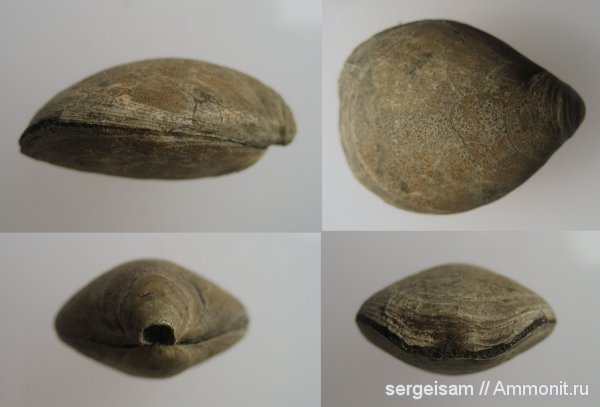 брахиоподы, юра, Мневники, Russiella, Terebratulida, Rouillieria, Rouillieria michalkowii, Jurassic