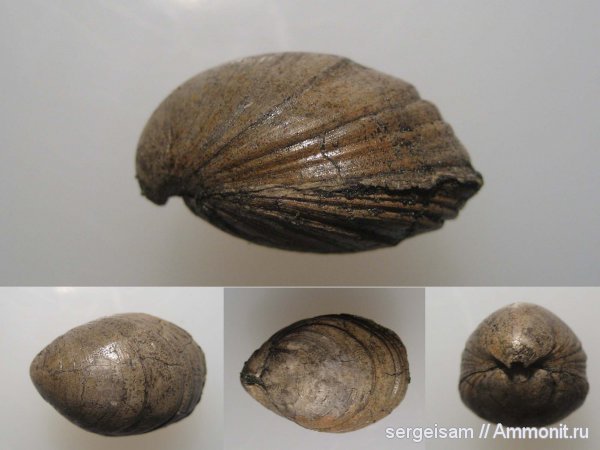 брахиоподы, юра, Мневники, Russiella, Terebratulida, Jurassic