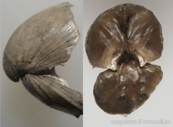 юра, Мневники, Russiella, Terebratulida, Russiella truncata, Jurassic