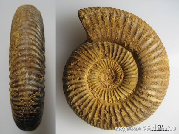 юра, оксфорд, Dichotomoceras, Oxfordian, Jurassic