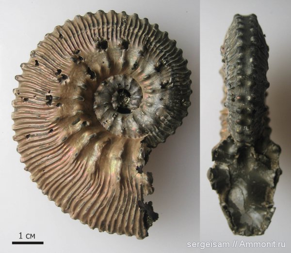 юра, Михайлов, Kosmoceras, Kosmoceras proniae, Jurassic