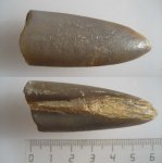 Ростр белемнита