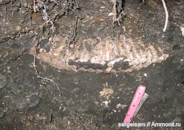 аммониты, Мневники, Epivirgatites, зона Epivirgatites nikitini, Ammonites