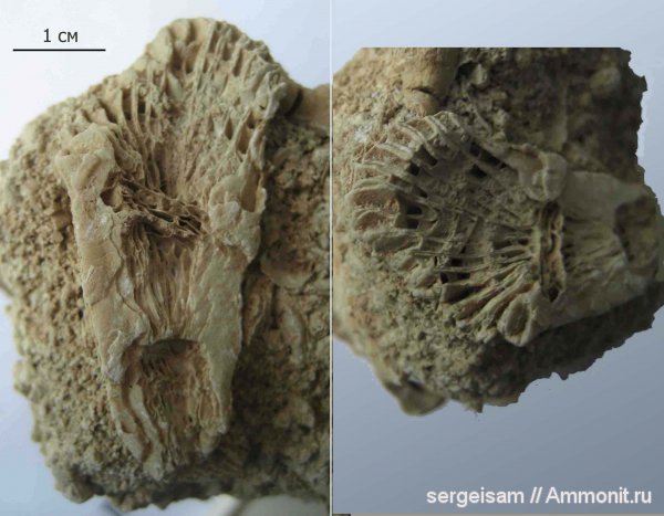 карбон, одиночные кораллы, Мелехово