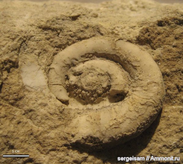 гастроподы, карбон, Euomphalus, Мелехово