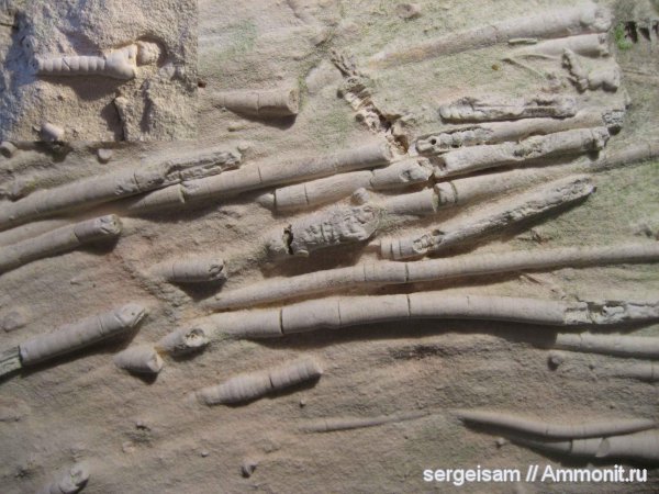 карбон, Мелехово