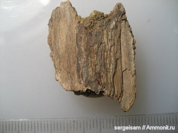 мел, альб, Albian, Cretaceous