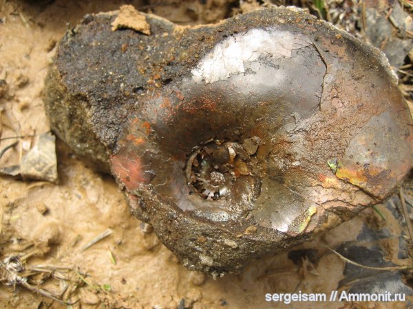 мел, альб, Hoplitidae, Anadesmoceras, Albian, Cretaceous