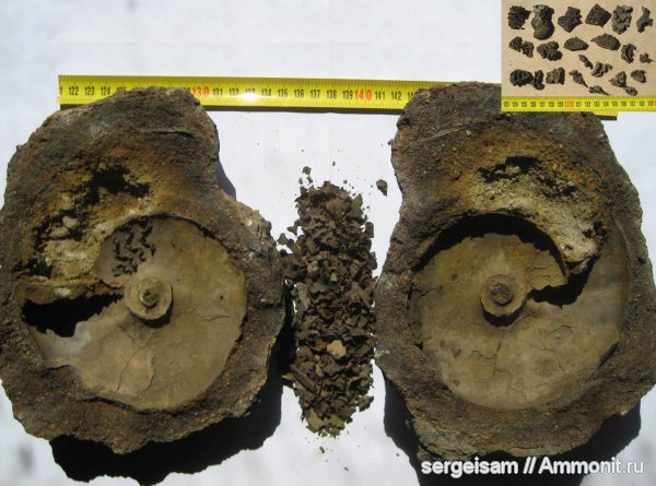 мел, альб, Hoplitidae, Anadesmoceras, Albian, Cretaceous