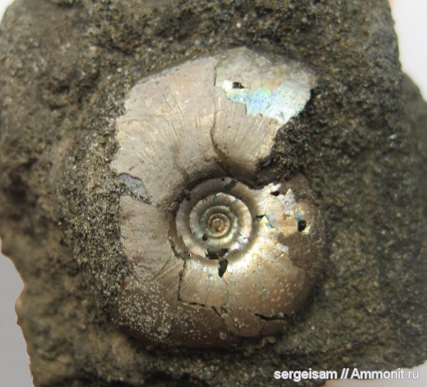 юра, Garniericeras, Еганово, Jurassic