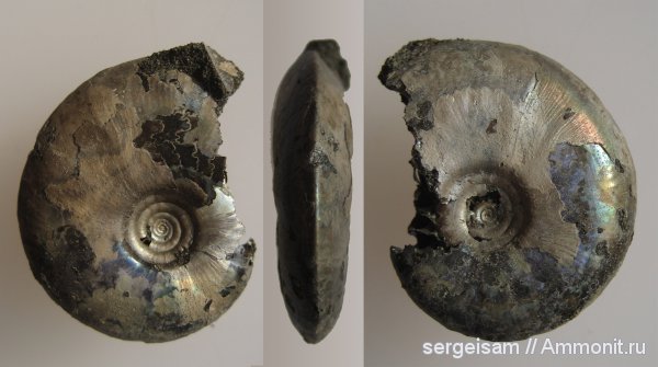 юра, Garniericeras, Еганово, Jurassic