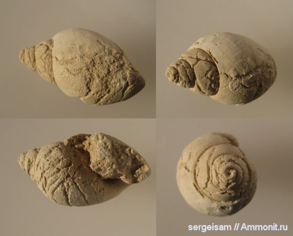 гастроподы, карбон