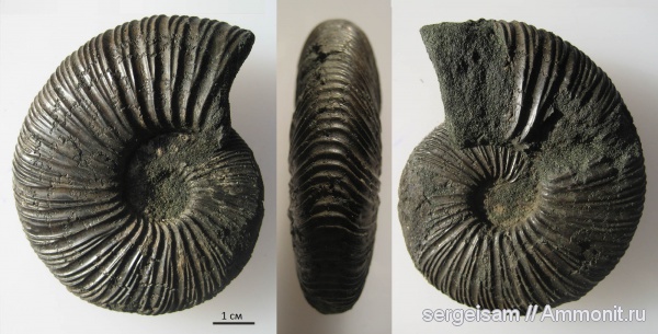 юра, Virgatites, Еганово, Virgatites virgatus, Jurassic