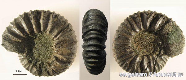 юра, Virgatites, Еганово, Virgatites pallasianus, Jurassic