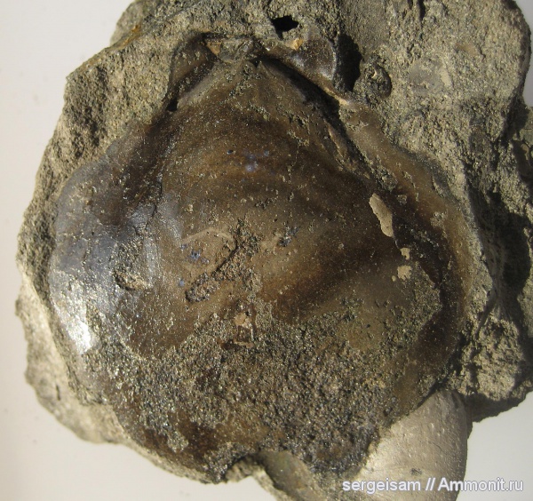 юра, Еганово, Entolium, Jurassic