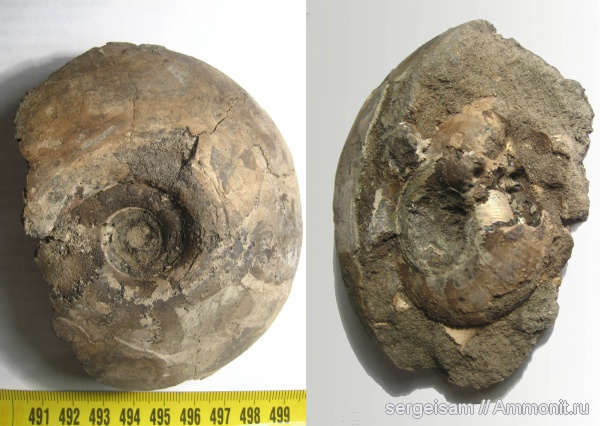 юра, Еганово, Craspedites, Jurassic