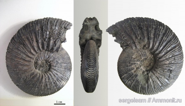 юра, Virgatites, Еганово, Virgatites virgatus, Jurassic