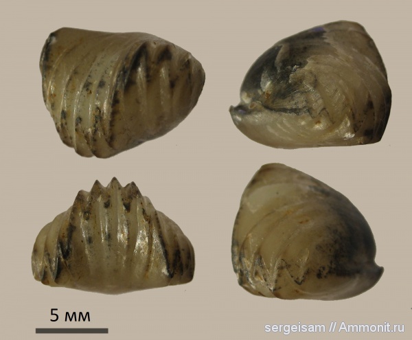 брахиоподы, келловей, Никитино, Ivanoviella, Callovian, Middle Jurassic