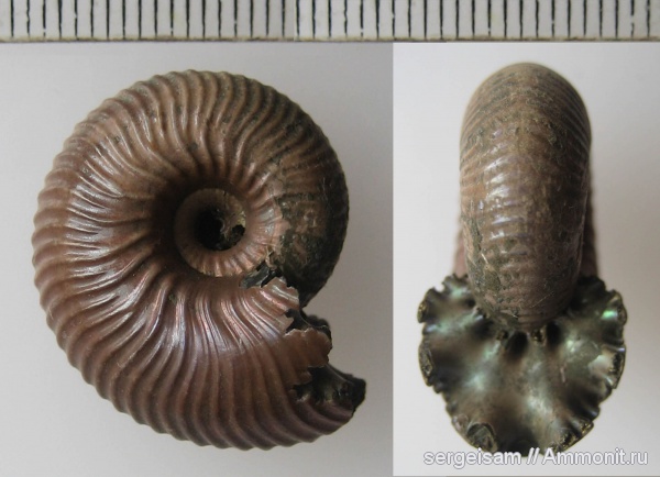 юра, Михайлов, Funiferites, Funiferites allae, Jurassic