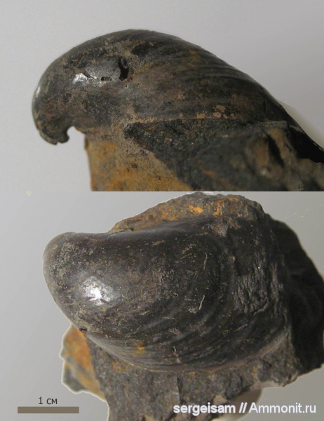 юра, Москворечье, двустворчатые моллюски, Buchia, Jurassic