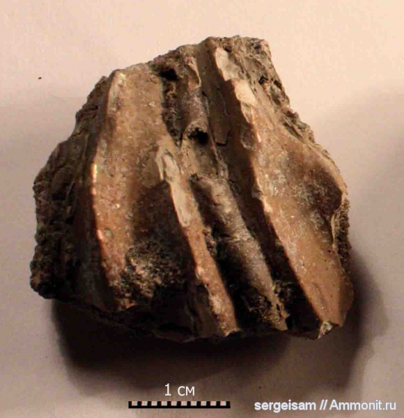 мел, серпулы, нижний альб, Serpulidae, Parsimonia, Cretaceous мел, серпулы, нижний альб, Serpulidae, Parsimonia, Cretaceous