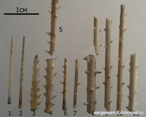 морские ежи, юра, Мневники, Rhabdocidaris, Rhabdocidaris spinigera, Rhabdocidaris spathulata, Jurassic