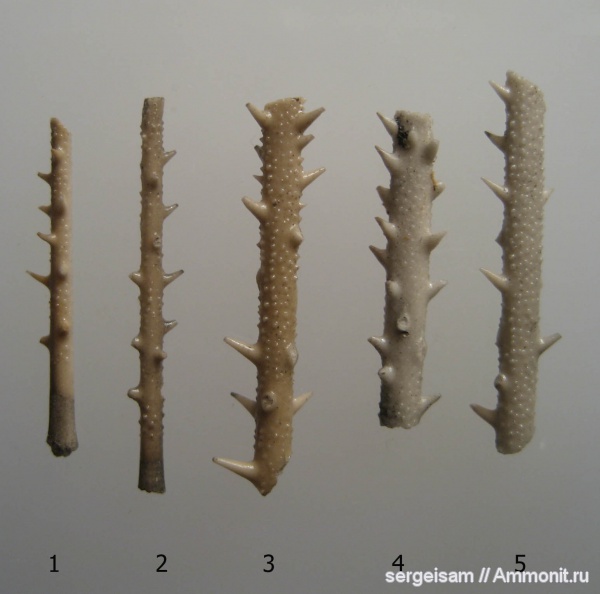 морские ежи, юра, Мневники, Rhabdocidaris, Rhabdocidaris spathulata, Jurassic