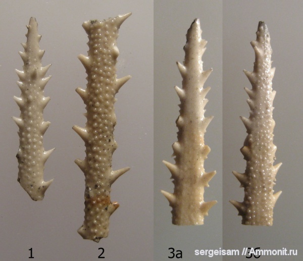 морские ежи, юра, Мневники, Rhabdocidaris, Jurassic