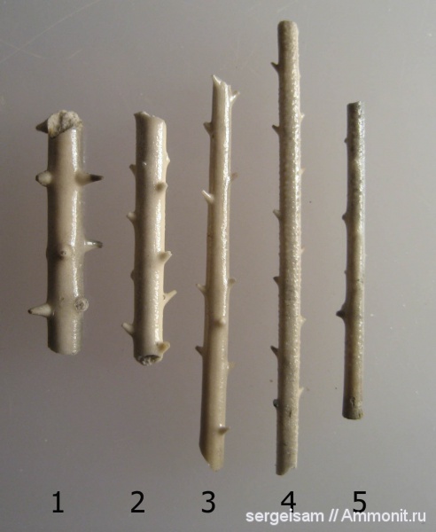 морские ежи, юра, Мневники, Rhabdocidaris, Rhabdocidaris spinigera, Jurassic