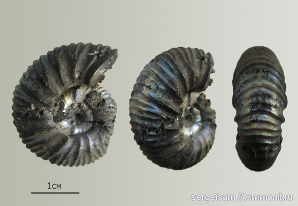 юра, Virgatites, Еганово, Virgatites pallasianus, Jurassic