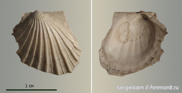 юра, двустворчатые моллюски, Мневники, Oxytoma, Jurassic