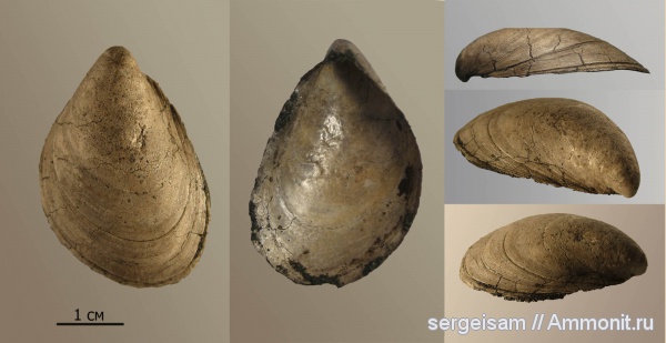 юра, двустворчатые моллюски, Buchia, Мневники, Jurassic