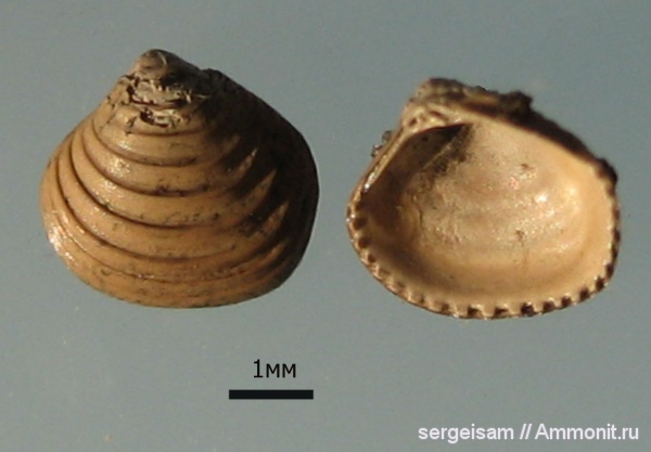 юра, двустворчатые моллюски, Astarte, Astarte mnevnikensis, Сулуково, Jurassic