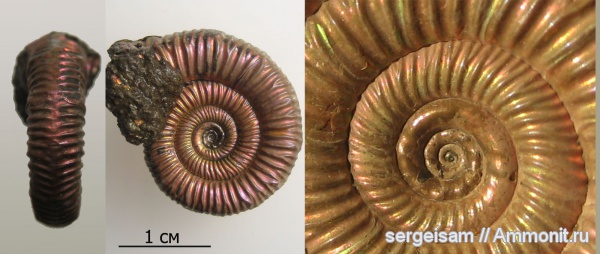 юра, Михайлов, Binatisphinctes, ammonitella, Jurassic