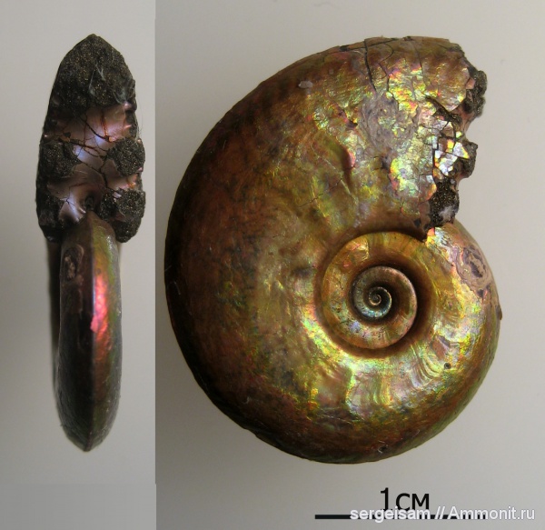 юра, Михайлов, Brightia, Jurassic