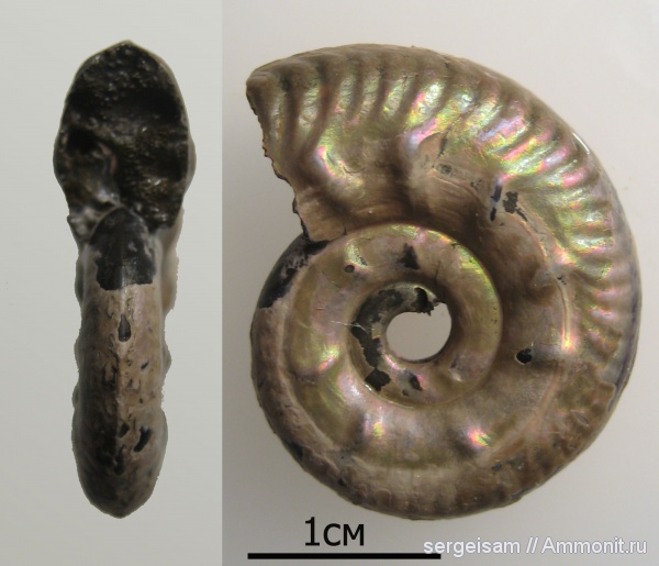 аммониты, юра, Михайлов, Brightia, Ammonites, Jurassic