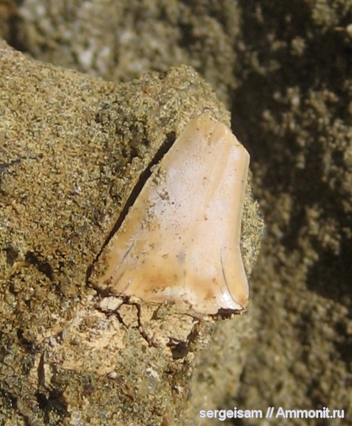 мел, альб, зубы акул, Albian, Cretaceous, shark teeth