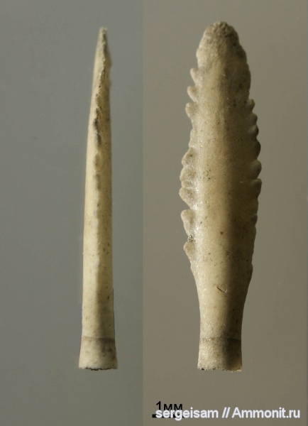 морские ежи, юра, Мневники, Jurassic