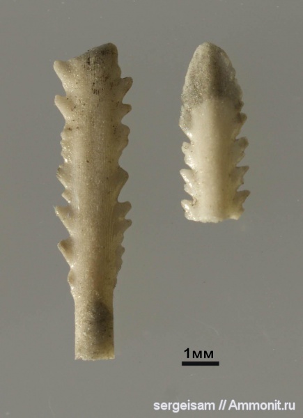 морские ежи, юра, Мневники, Jurassic